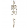 Esqueleto 160 cms halloween