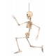 Esqueleto humano 50 cm decoracion halloween